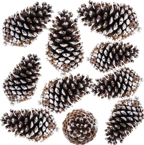 Picture of Pine big SF-137