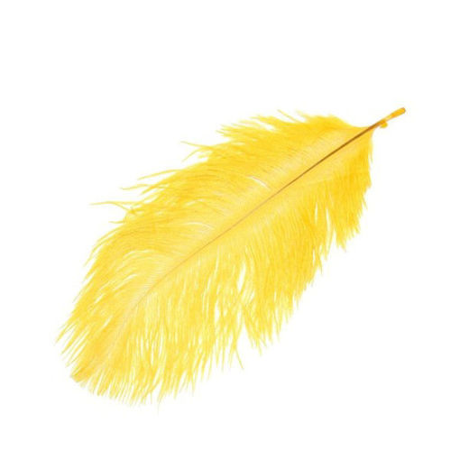 Picture of Feathers