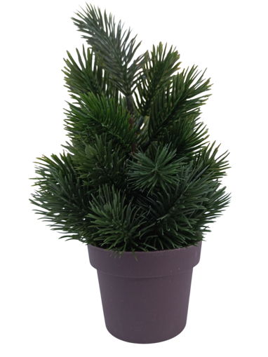 Picture of Christmas  tree green