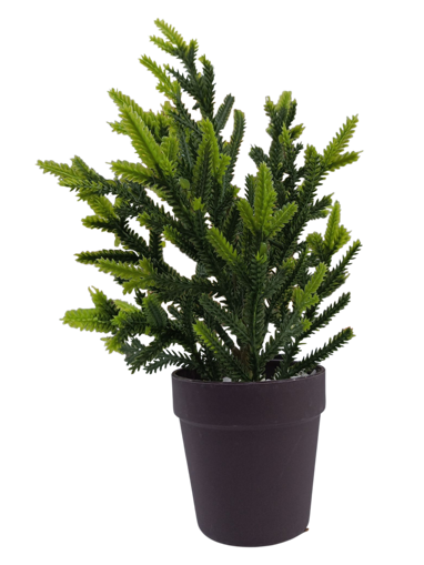 Picture of Christmas tree green