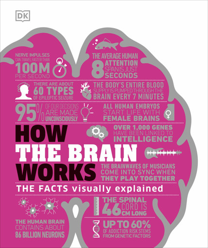 Picture of How the Brain Works The Facts Visually Explained